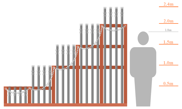 Comparitive diagram of palisade lengths